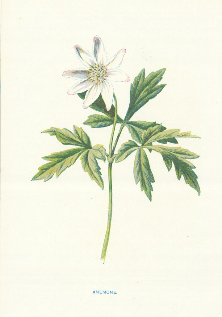 Anemone. Wild Flowers by Frederick Edward Hulme c1895 old antique print